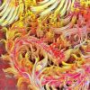 Historical comparison of the modern 3D Chinese Paper Cutting Fenghuang alongside ancient Hemudu Ivory carvings and Bronze vessels depicting the Sun Bird.