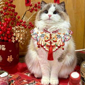 Pet Accessories