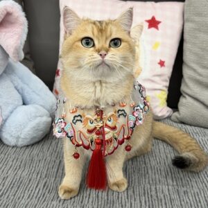 New Year cat scarf cloud collar style